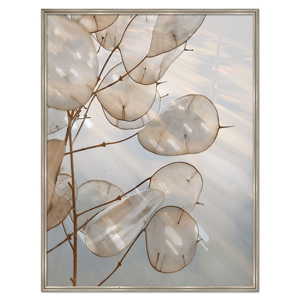 Product photograph of Quintessa Art Lunaria Under Glass Print 120 X 100cm from Olivia's