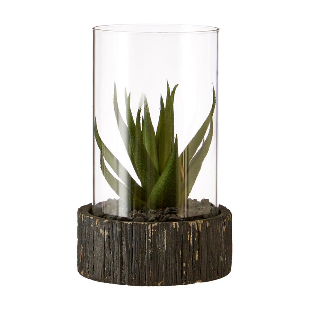 Product photograph of Olivia S Small Succulent With Black Stone Base from Olivia's