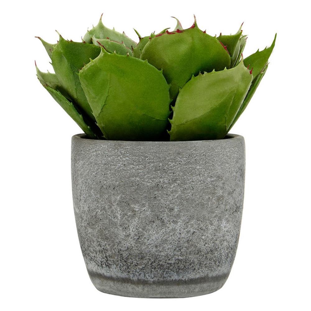 Product photograph of Olivia S Large Succulent With Cement Pot from Olivia's