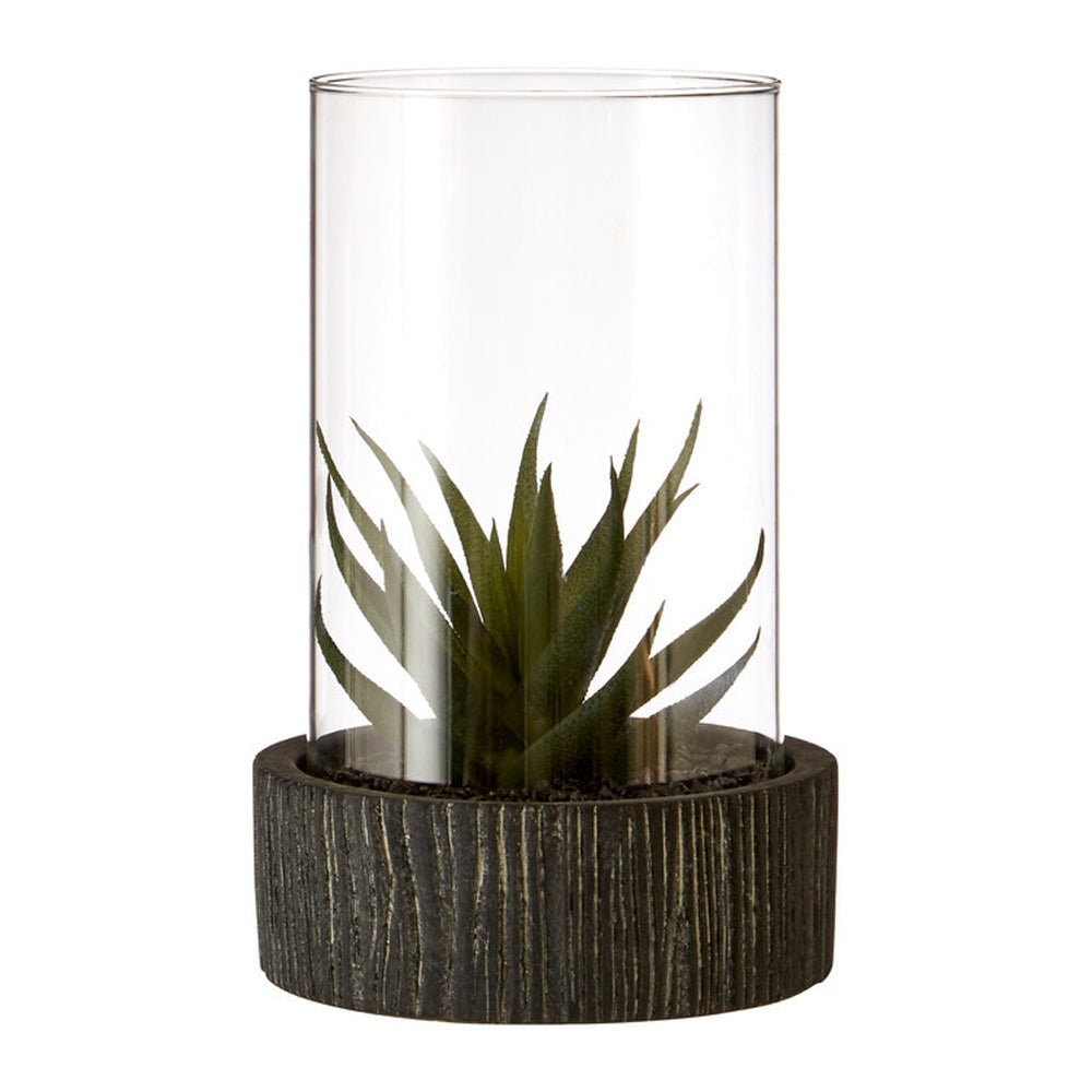 Product photograph of Olivia S Large Succulent With Black Stone Base from Olivia's