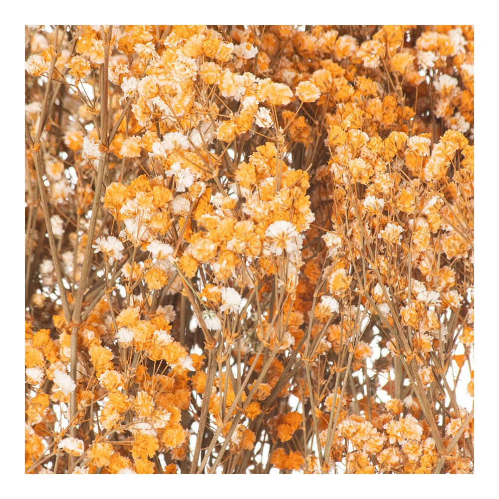 Product photograph of Hill Dried Babys Breath Bunch In Orange from Olivia's.