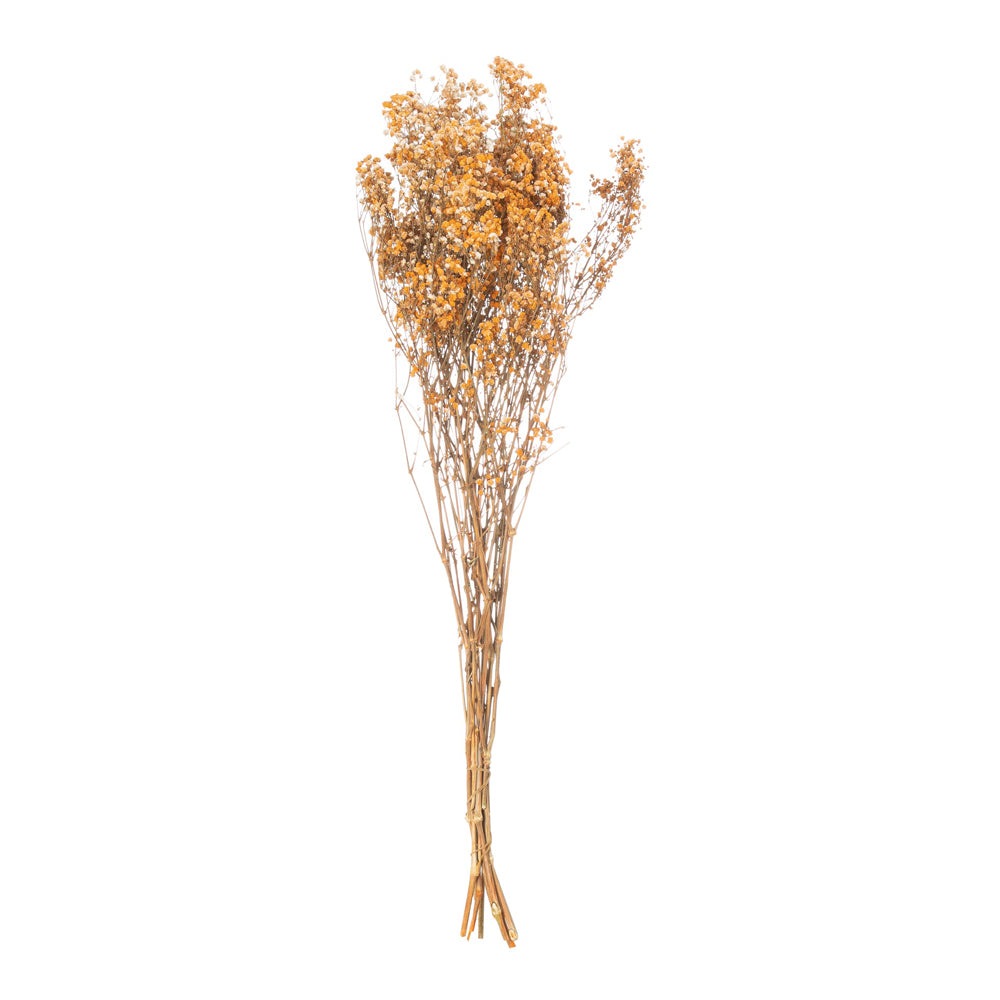 Product photograph of Hill Dried Babys Breath Bunch In Orange from Olivia's.