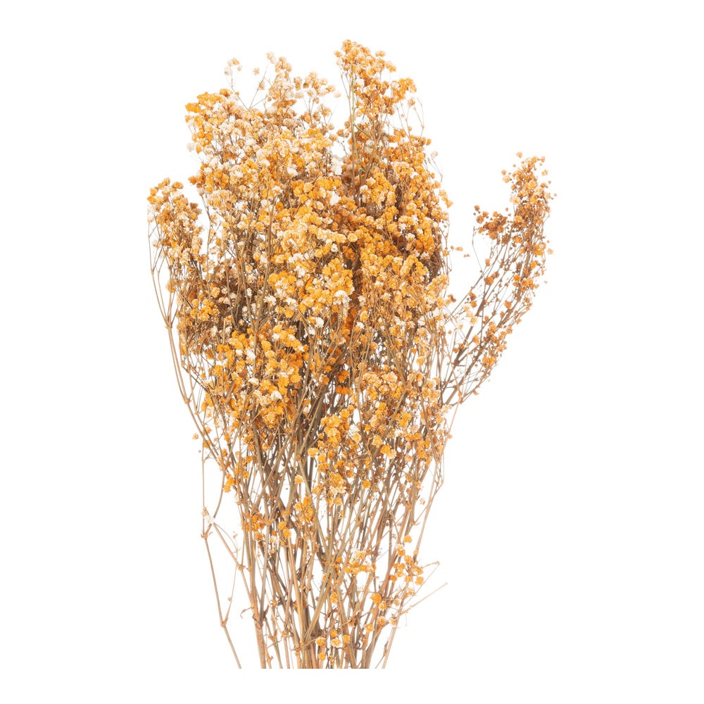 Product photograph of Hill Dried Babys Breath Bunch In Orange from Olivia's