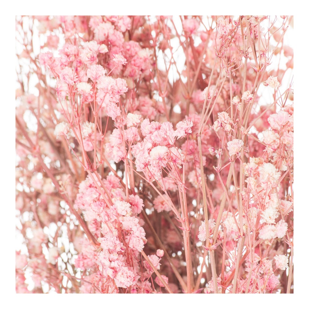 Product photograph of Hill Dried Babys Breath Bunch In Pale Pink from Olivia's.