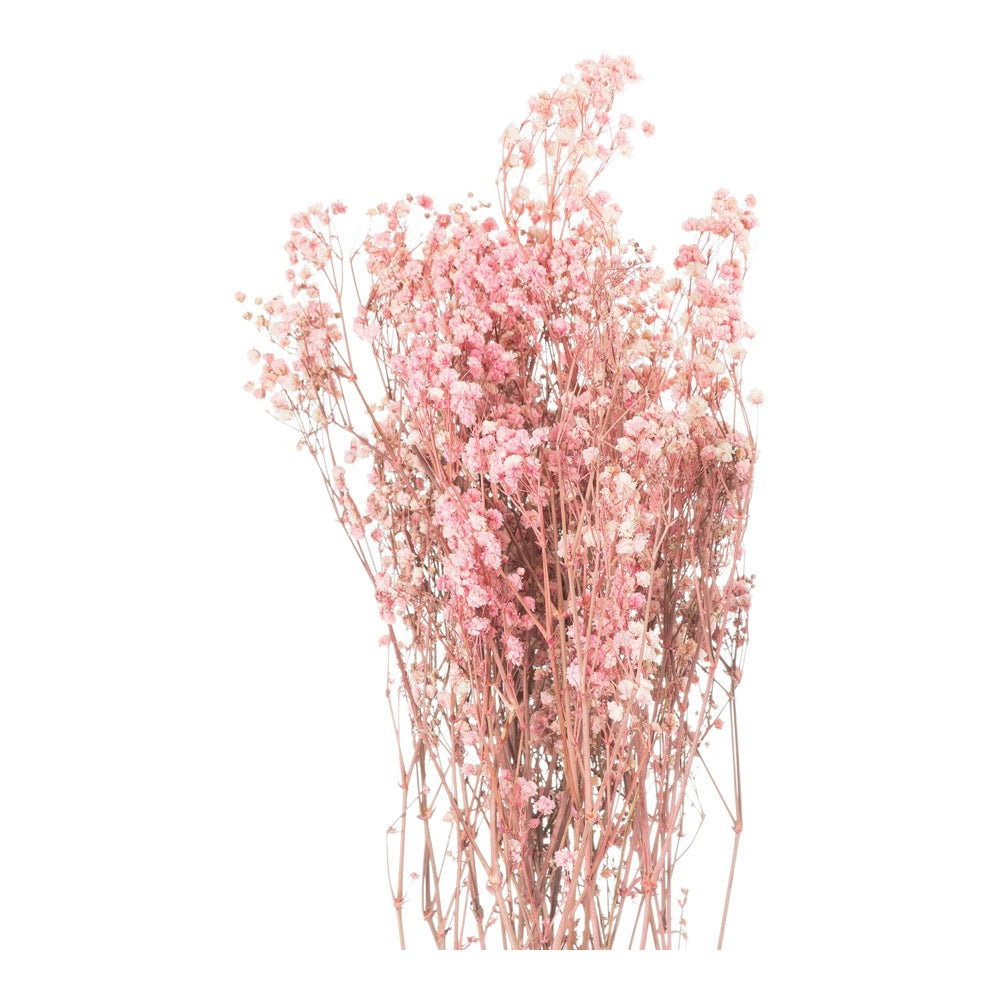 Product photograph of Hill Dried Babys Breath Bunch In Pale Pink from Olivia's