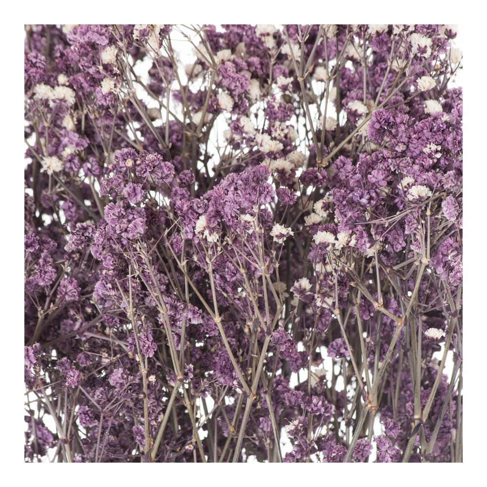 Product photograph of Hill Dried Babys Breath Bunch In Purple from Olivia's.