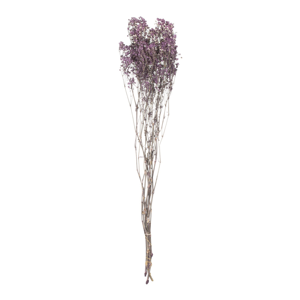 Product photograph of Hill Dried Babys Breath Bunch In Purple from Olivia's.