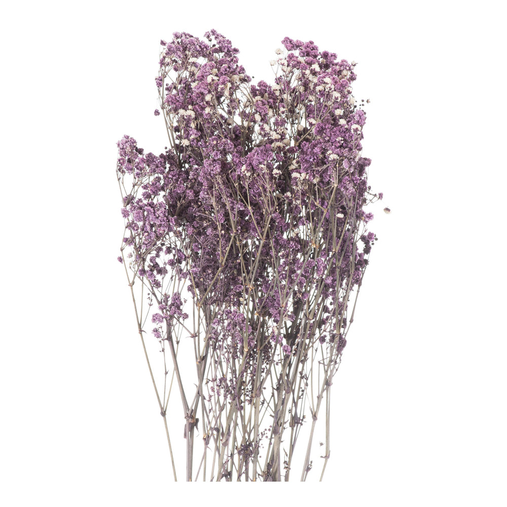 Product photograph of Hill Dried Babys Breath Bunch In Purple from Olivia's