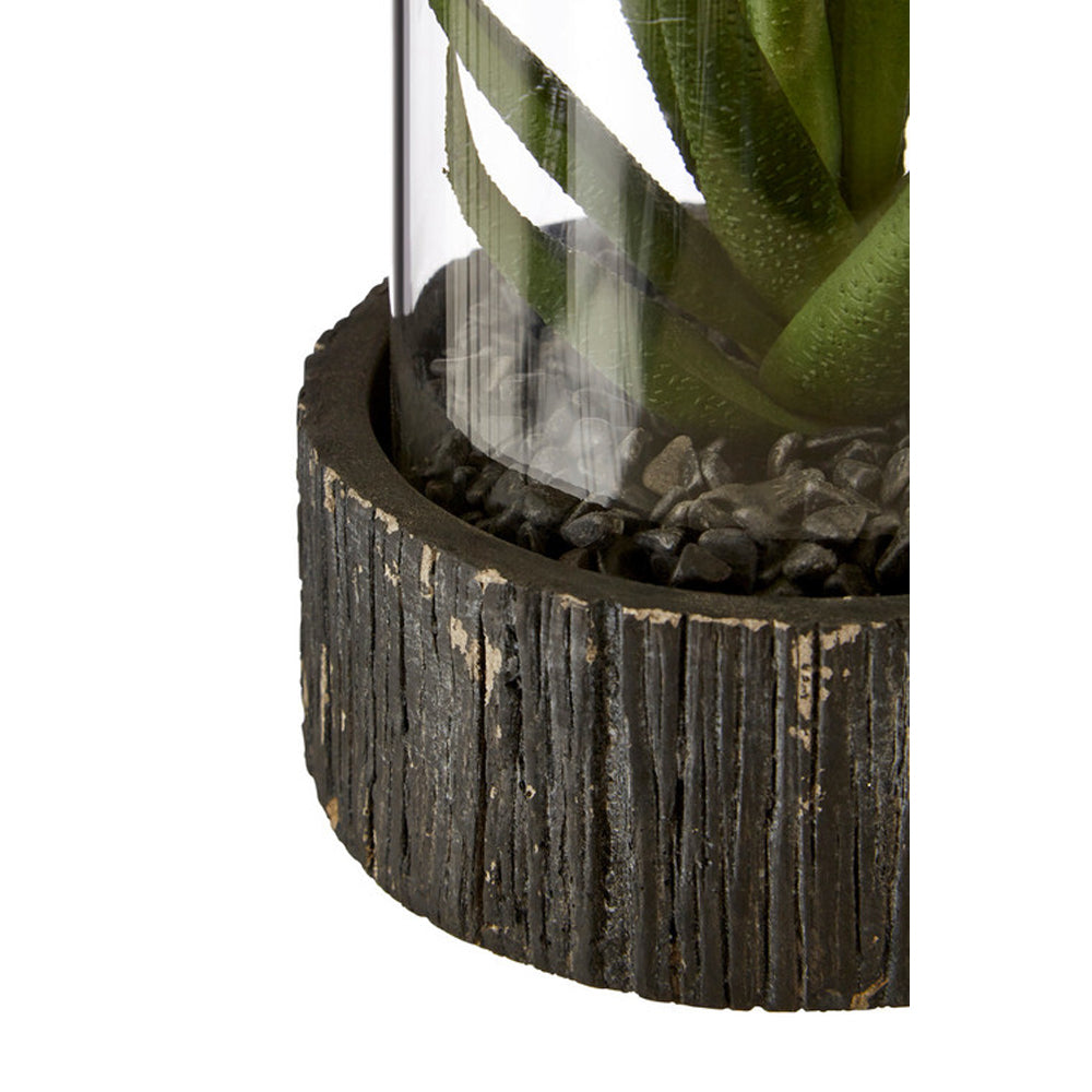 Product photograph of Olivia S Small Succulent With Black Stone Base from Olivia's.