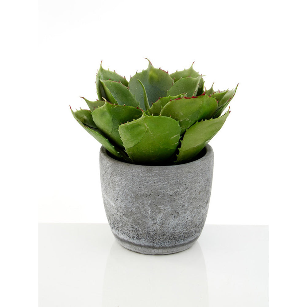 Product photograph of Olivia S Large Succulent With Cement Pot from Olivia's.