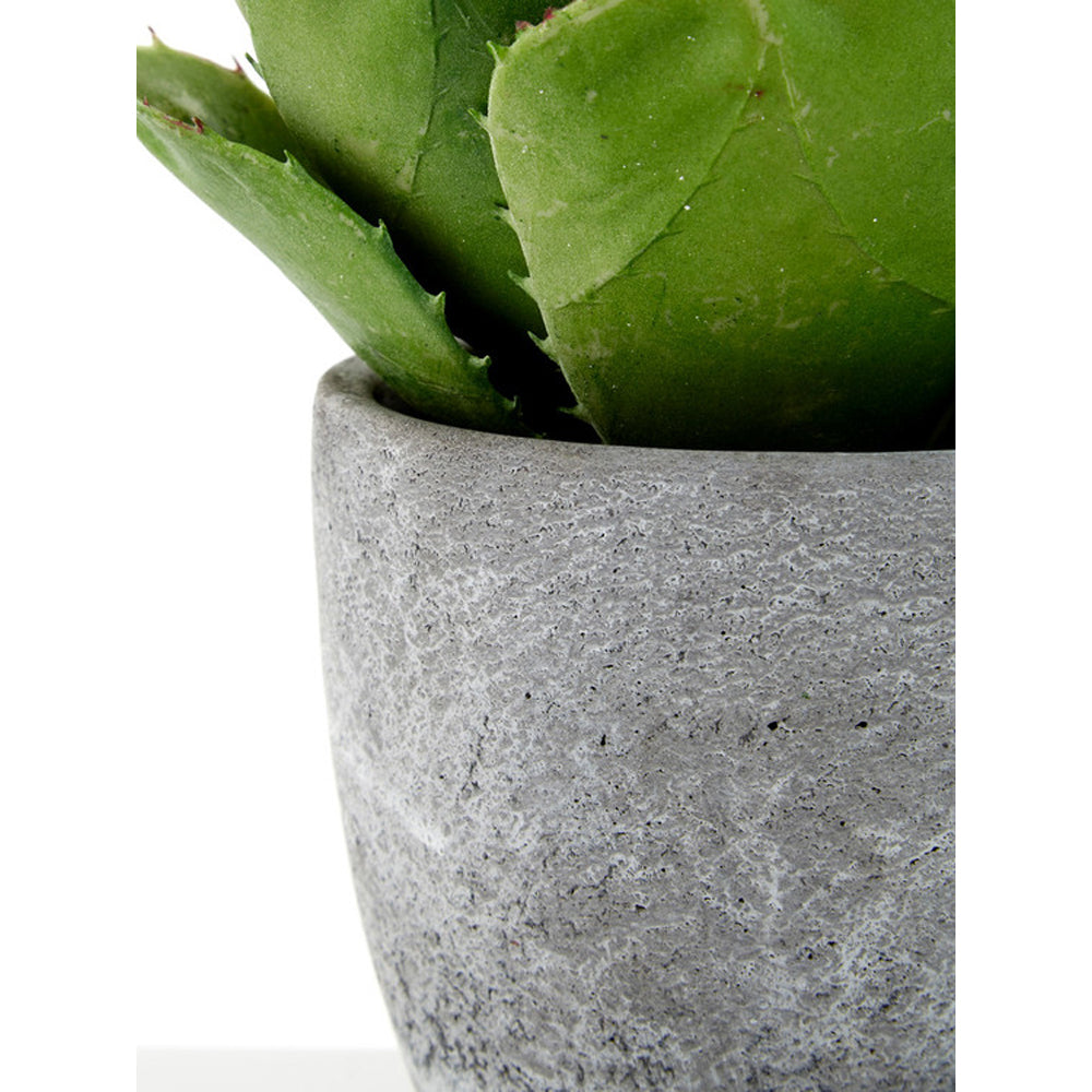 Product photograph of Olivia S Large Succulent With Cement Pot from Olivia's.