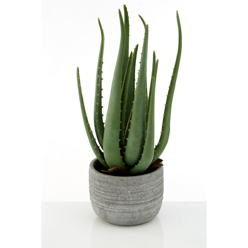 Product photograph of Olivia S Large Faux Aloe Vera With Cement Pot from Olivia's.