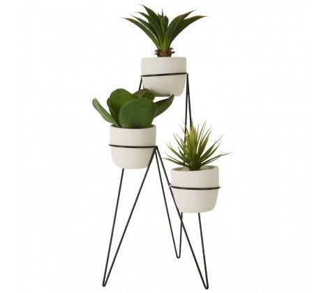 Product photograph of Olivia S Fiori Set Of 3 Succulents With Metal Stand from Olivia's