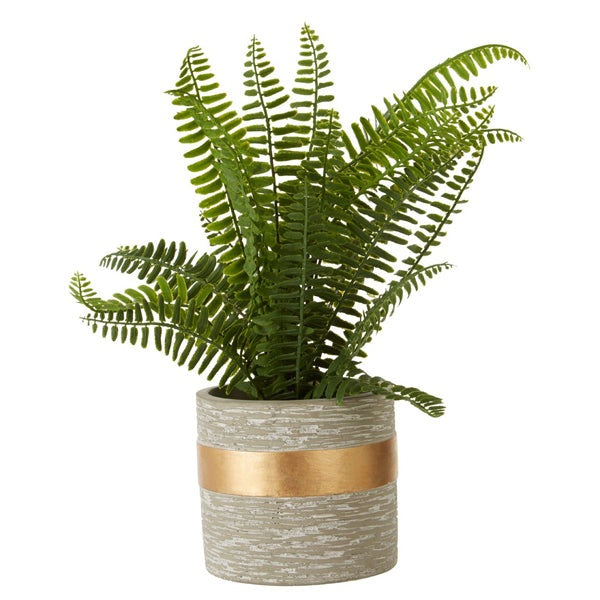 Product photograph of Olivia S Freda Planter Succulent Boston Fern from Olivia's.