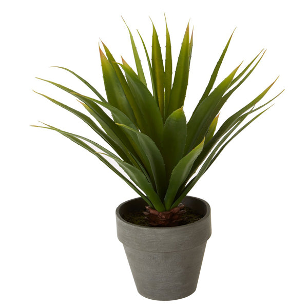 Product photograph of Olivia S Freda Planter Succulent Agave from Olivia's