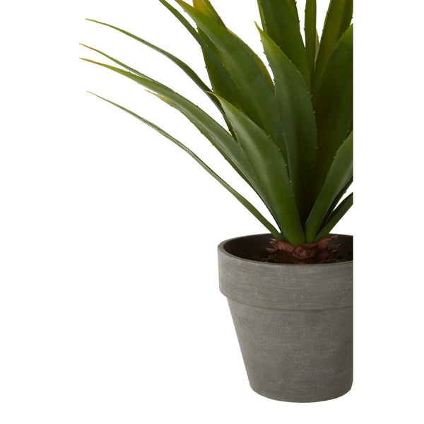 Product photograph of Olivia S Freda Planter Succulent Agave from Olivia's.
