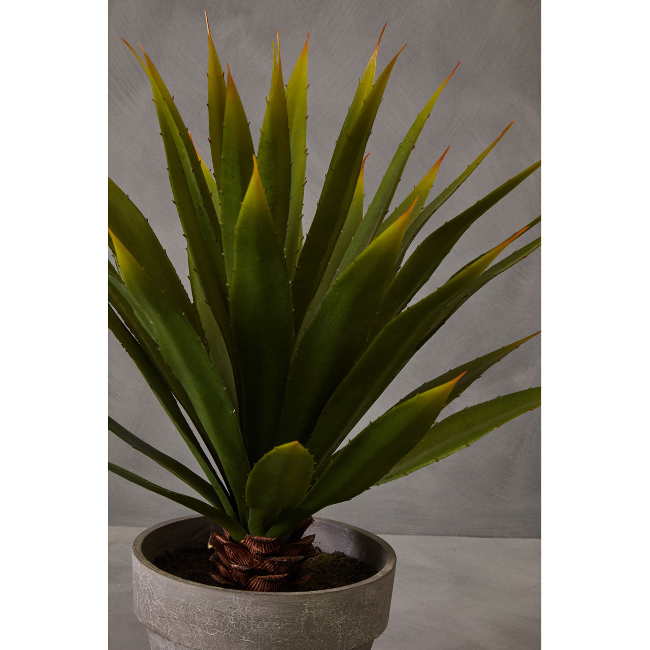 Product photograph of Olivia S Freda Planter Succulent Agave from Olivia's.