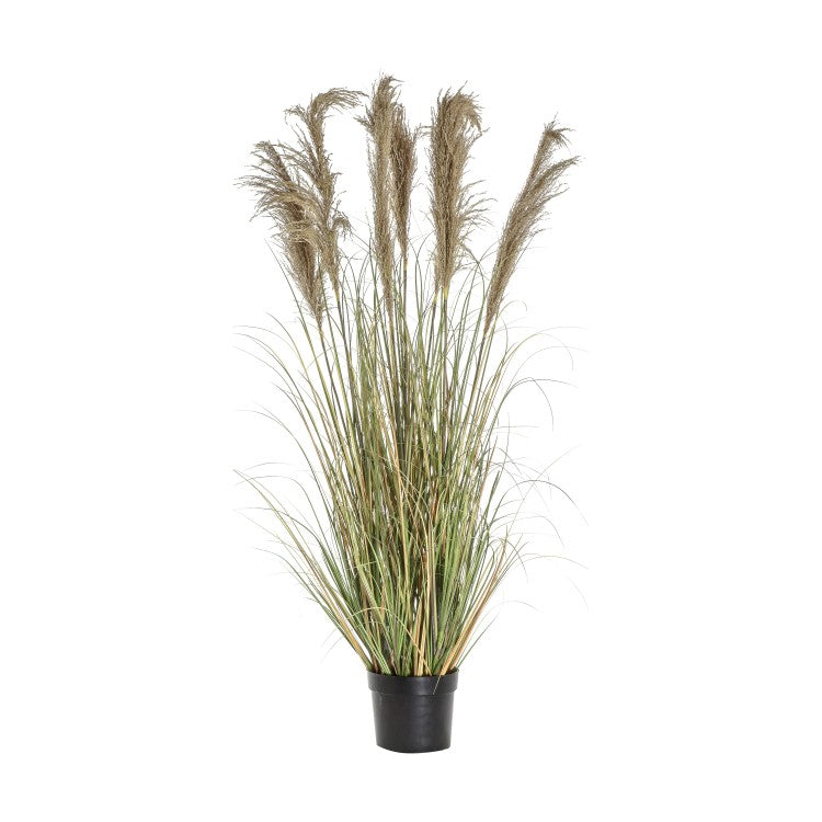 Product photograph of Gallery Interiors Pampas Grass With 7 Heads from Olivia's