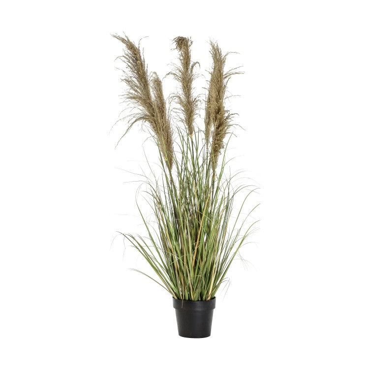 Product photograph of Gallery Interiors Pampas Grass With 5 Heads from Olivia's