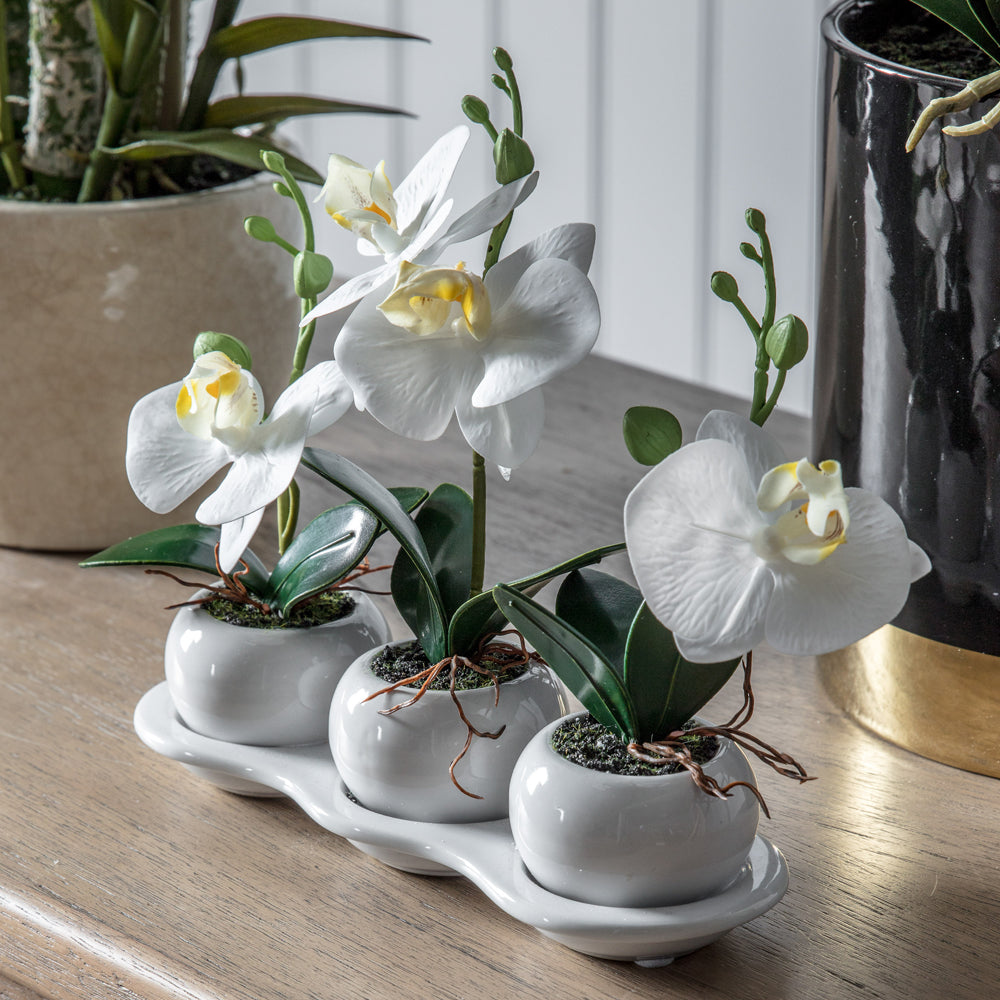 Product photograph of Gallery Interiors Orchid Trio With Ceramic Tray In Green from Olivia's.