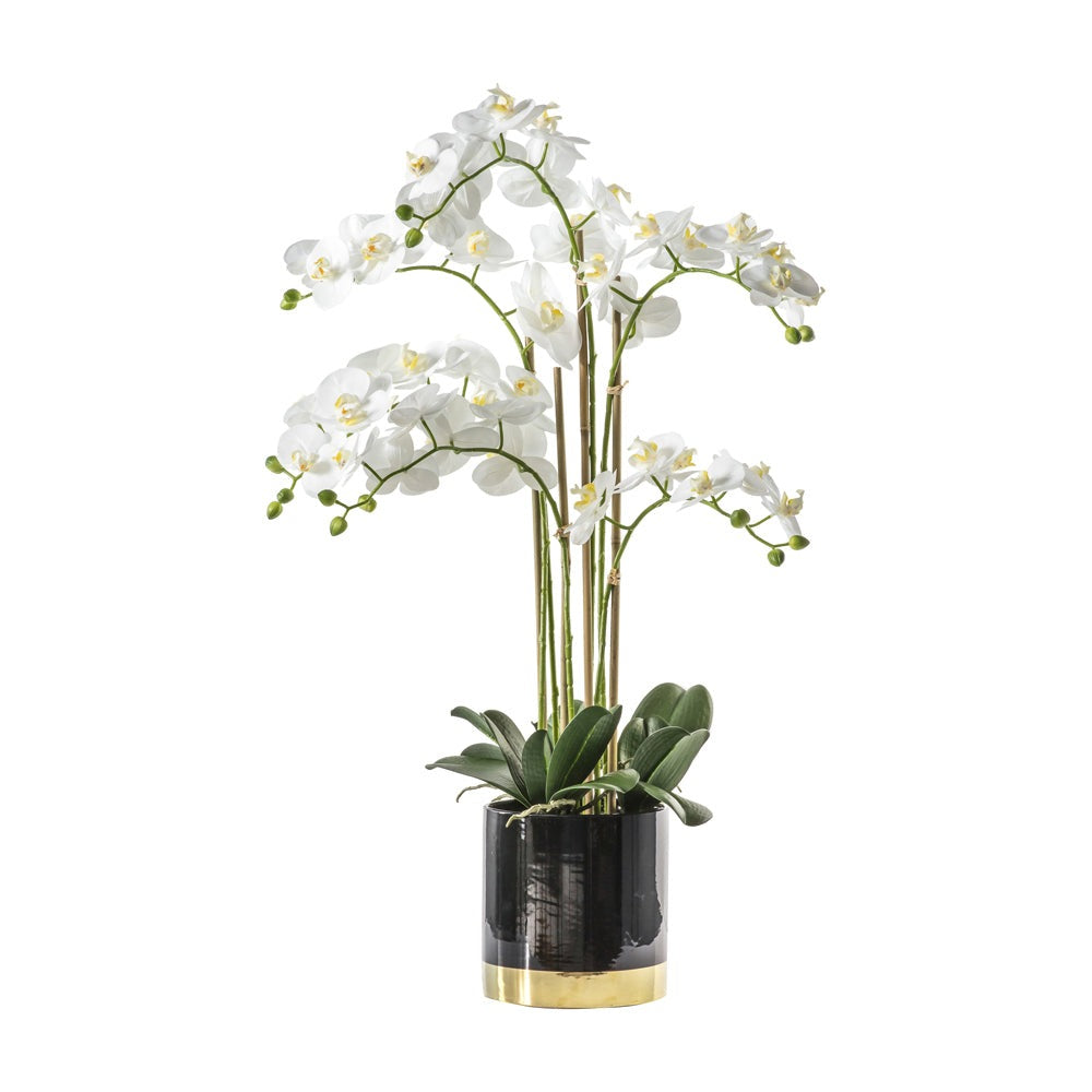 Product photograph of Gallery Interiors Orchid White With Black Gold Pot from Olivia's