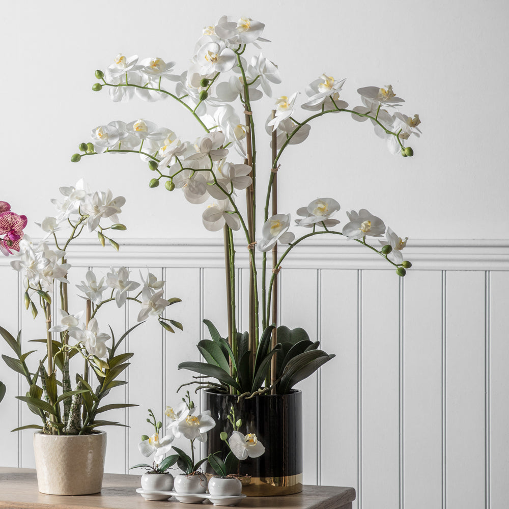 Product photograph of Gallery Interiors Orchid White With Black Gold Pot from Olivia's.