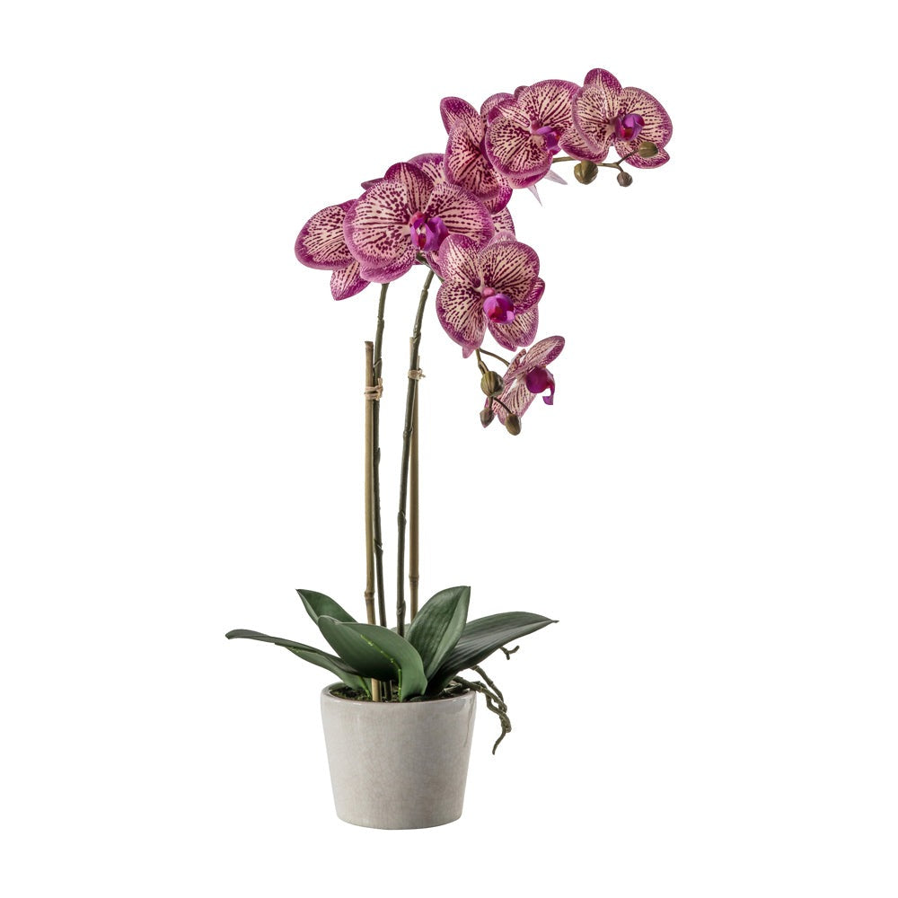 Product photograph of Gallery Interiors Orchid With Ceramic Pot In Pink from Olivia's