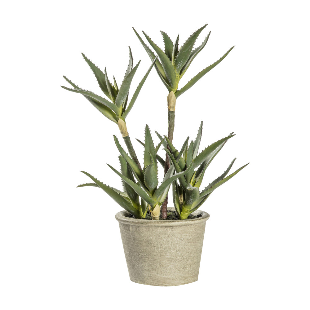 Product photograph of Gallery Interiors Potted Aloe from Olivia's