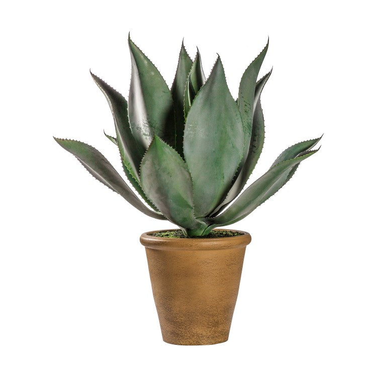 Product photograph of Gallery Interiors Aloe Wide Leaf Planter from Olivia's