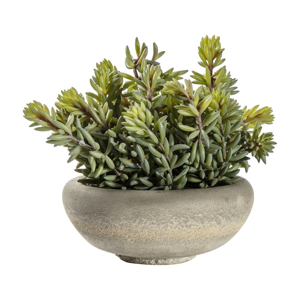 Gallery Interiors Sedum Green With Cement Bowl In Green