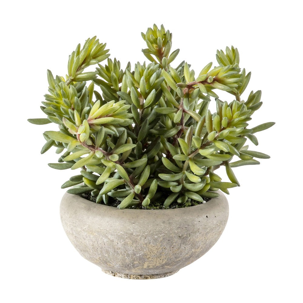 Gallery Interiors Sedum Green With Cement Bowl Small In Green