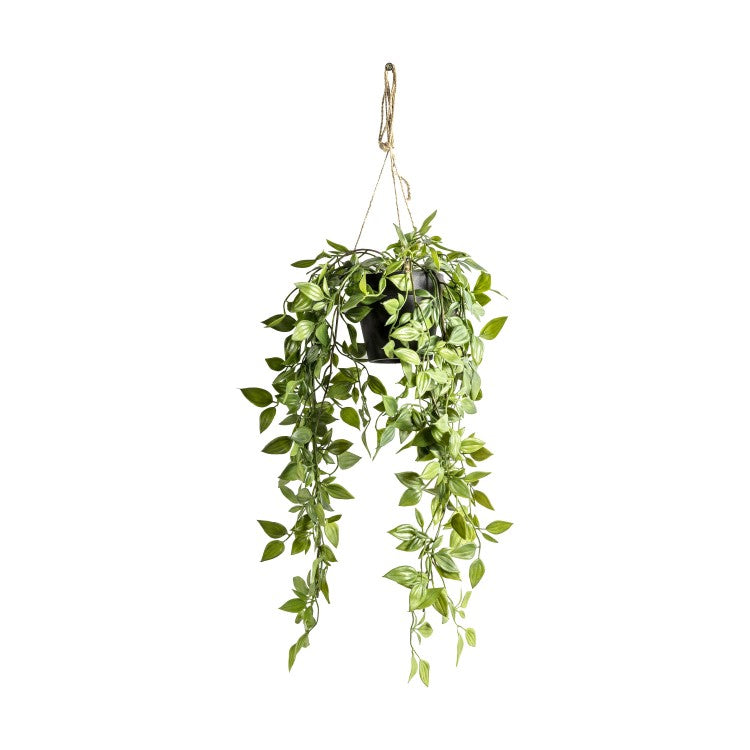 Product photograph of Gallery Interiors Hanging Scindapsus Outlet from Olivia's