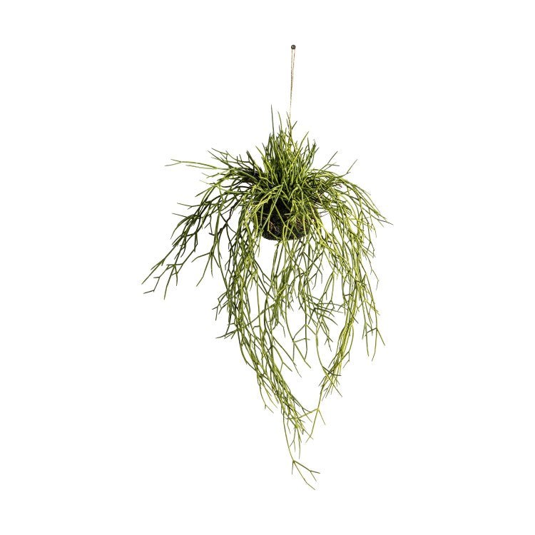 Product photograph of Gallery Interiors Hanging Rhipsalis Large from Olivia's