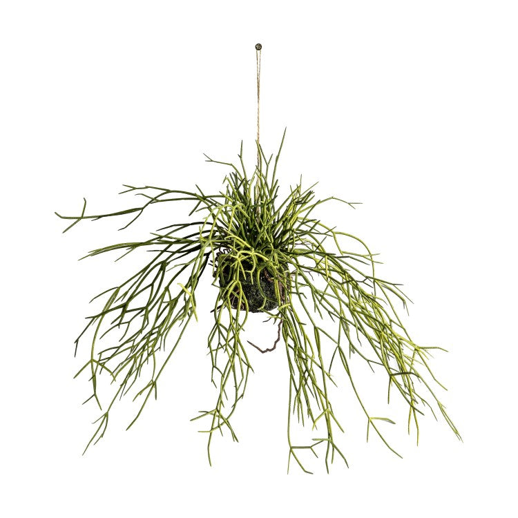 Product photograph of Gallery Interiors Hanging Rhipsalis Large from Olivia's.