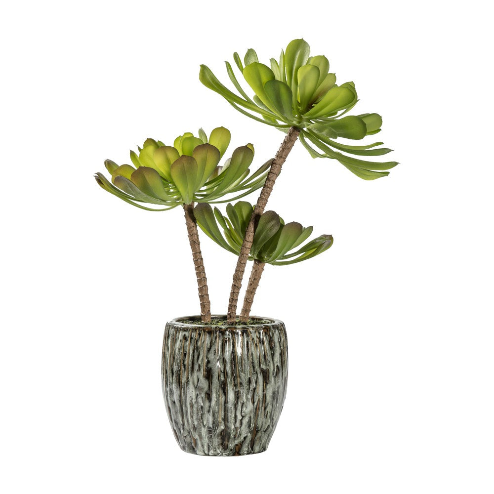 Gallery Interiors Echeveria Plant With Rustic Cement Pot In Green