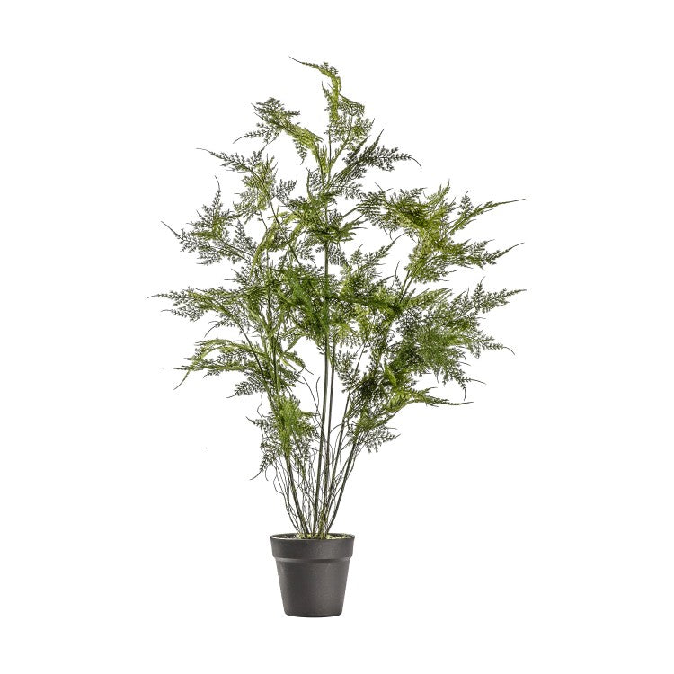 Product photograph of Gallery Interiors Fern Asparagus Black Small from Olivia's