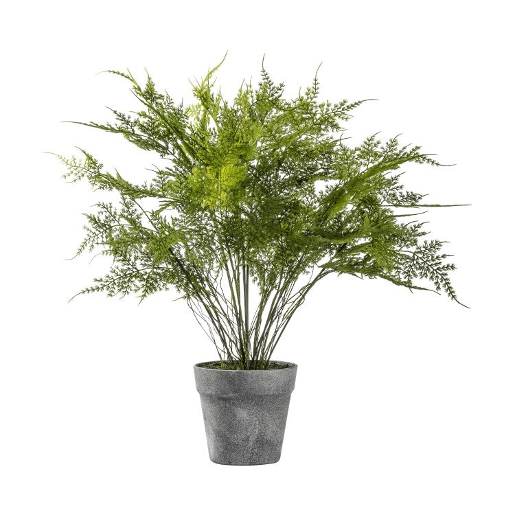 Product photograph of Gallery Interiors Fern Asparagus Black Small from Olivia's.