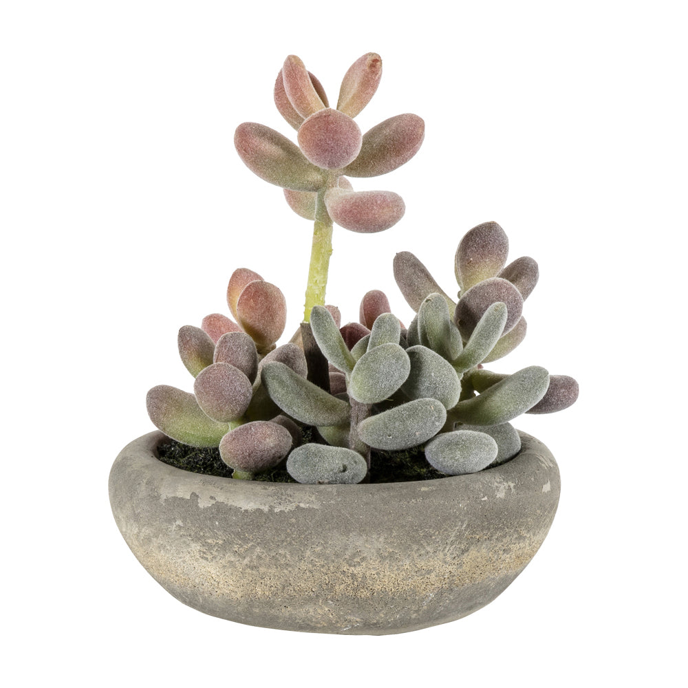 Product photograph of Gallery Interiors Graptoveria With Cement Bowl Large In Green from Olivia's