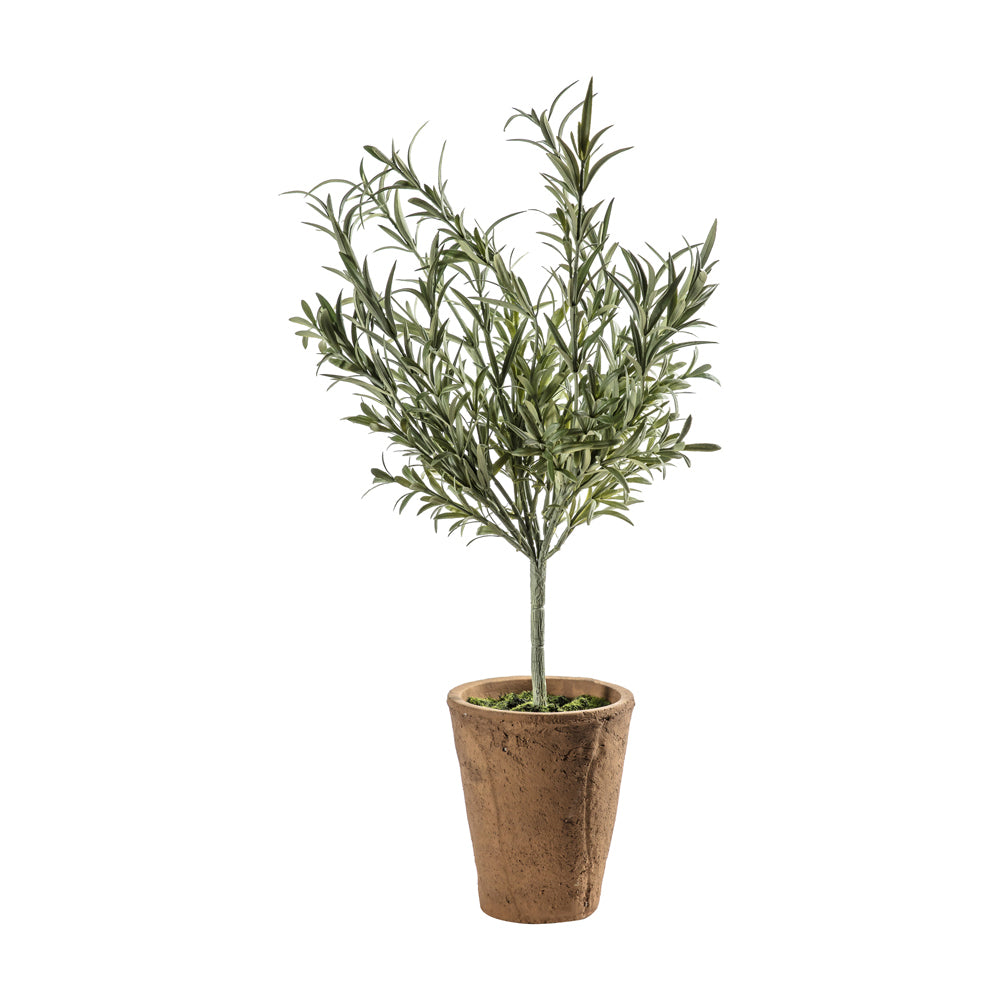 Product photograph of Gallery Interiors Lavender Olive Tree With Clay Pot from Olivia's
