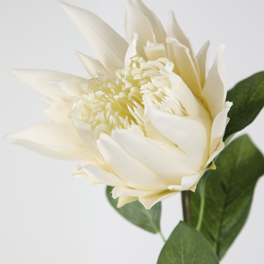 Product photograph of Gallery Interiors Set Of 6 Cassius Protea Stem White from Olivia's.