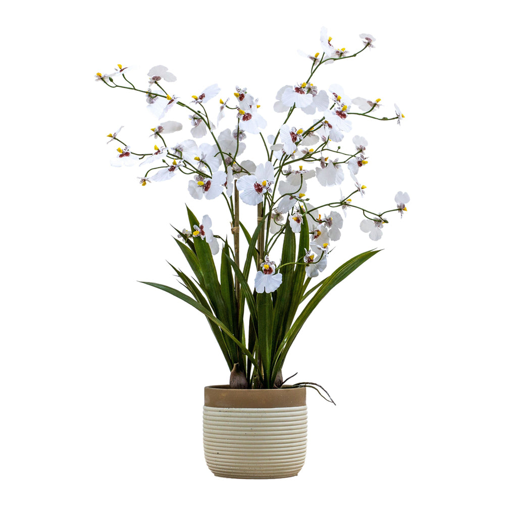 Product photograph of Gallery Interiors Begbie Potted Oncidium Orchid White Large from Olivia's.