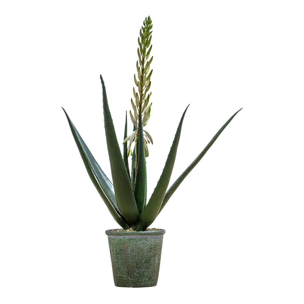 Product photograph of Gallery Interiors Magro Potted Aloe With Flowers Faux Plant Green And White Small from Olivia's.