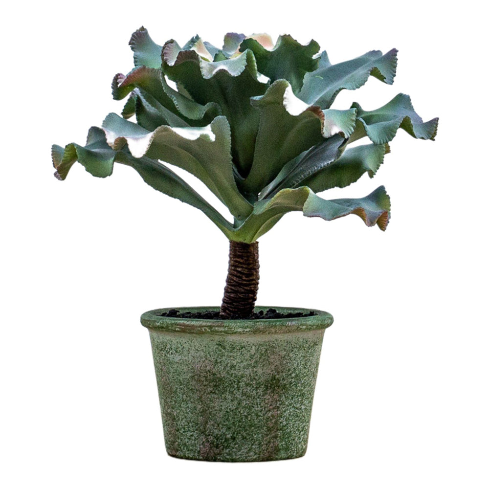 Product photograph of Gallery Interiors Keller Potted Echeveria Faux Plant Pink Green from Olivia's.