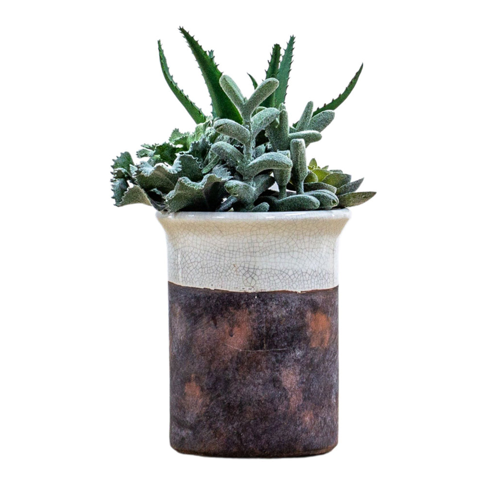 Product photograph of Gallery Interiors Lucina Potted Succulent Faux Plant Green from Olivia's.