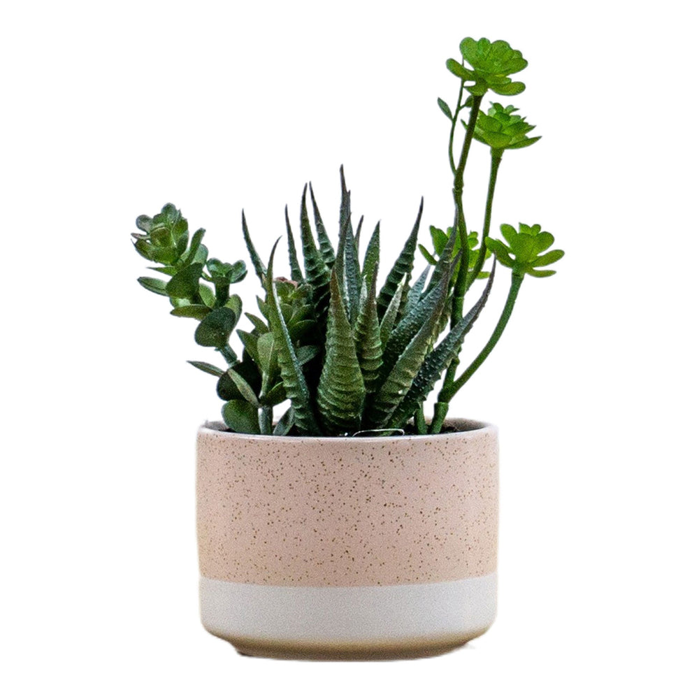 Product photograph of Gallery Interiors Zora Potted Agave Mix Faux Plant Green from Olivia's.