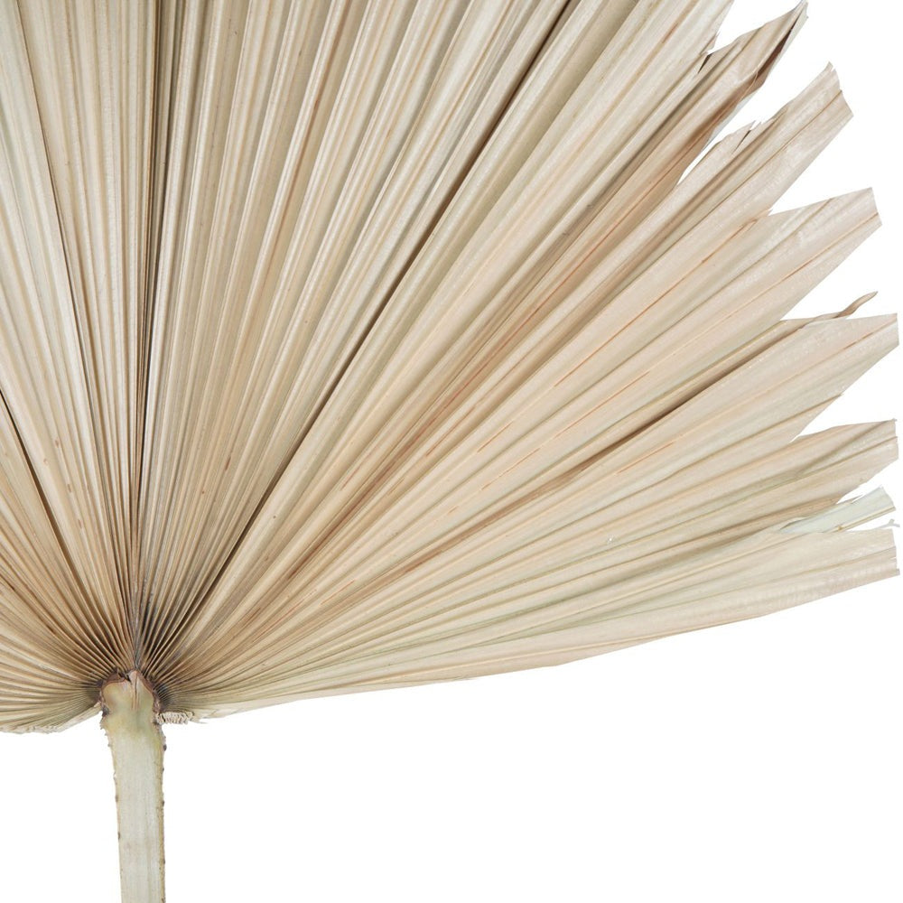 Product photograph of Libra Interiors Wide Fan Palm Leaf Natural from Olivia's.
