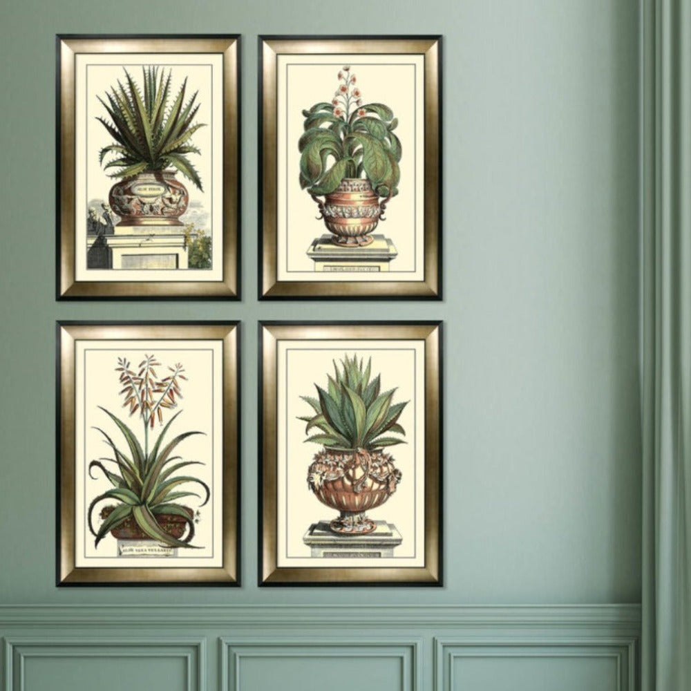 Product photograph of Olivia S Antique Aloe I - Framed Glazed Print - 112x81cm from Olivia's.