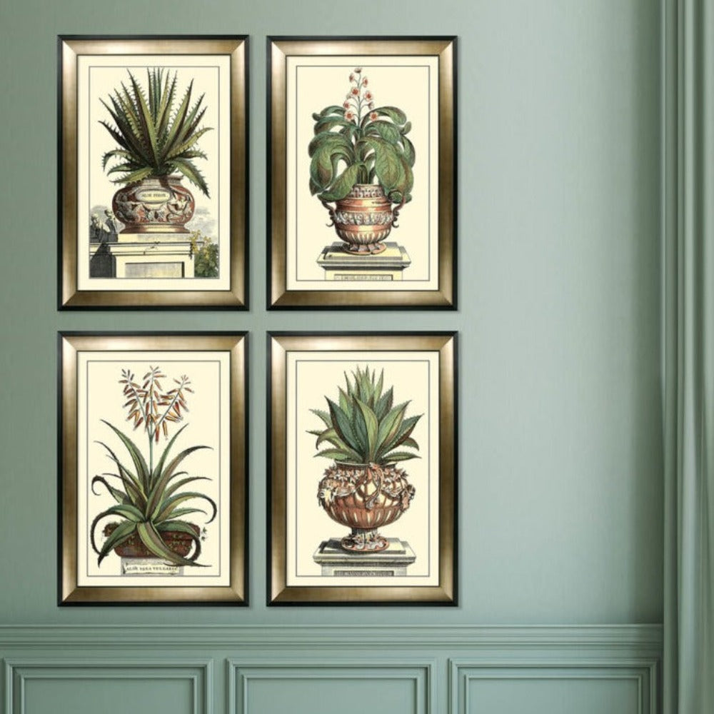 Product photograph of Olivia S Antique Aloe Iii - Framed Glazed Print - 112x81cm from Olivia's.