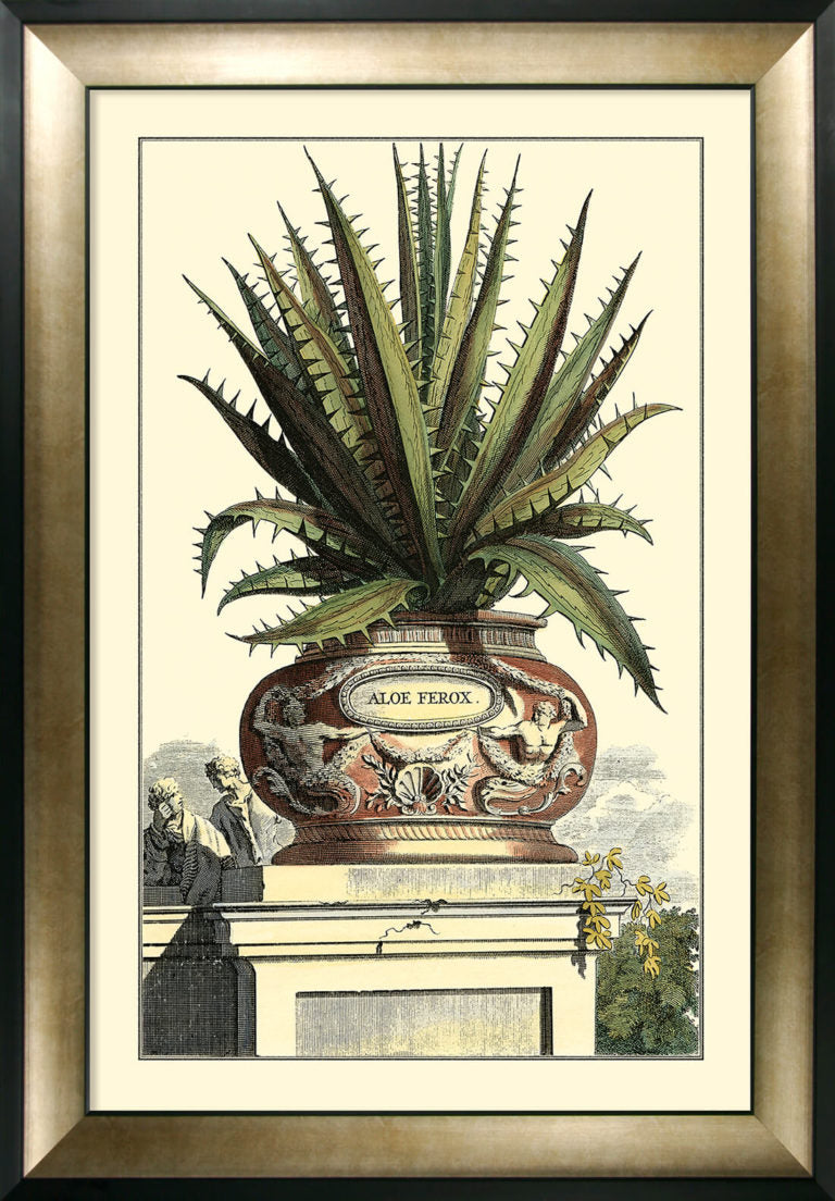 Product photograph of Olivia S Antique Aloe I - Framed Glazed Print - 112x81cm from Olivia's