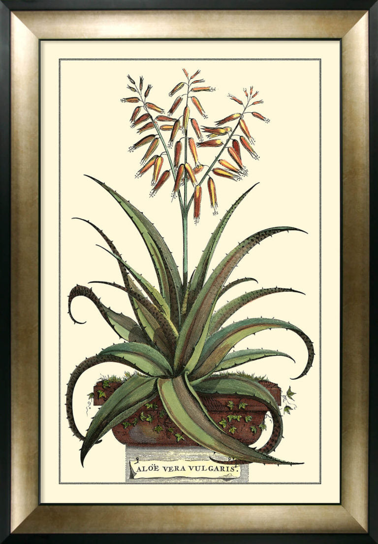 Product photograph of Olivia S Antique Aloe Iii - Framed Glazed Print - 112x81cm from Olivia's